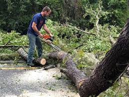 Tree and Shrub Care in Seymour, IN